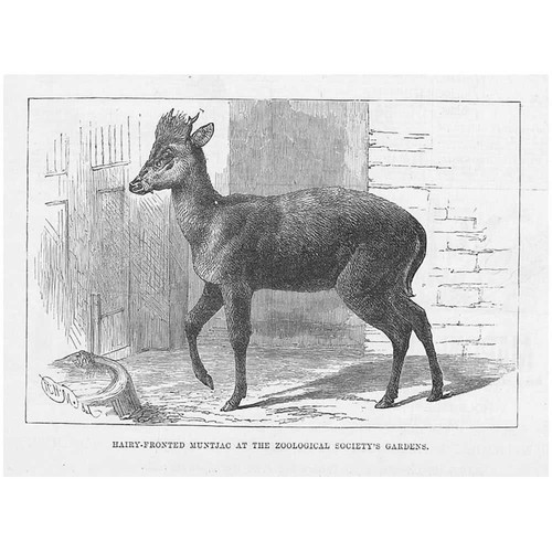 Hairy fronted muntjac the - fronted,