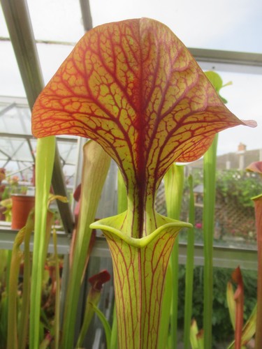 Sarracenia flava cuprea - flava,