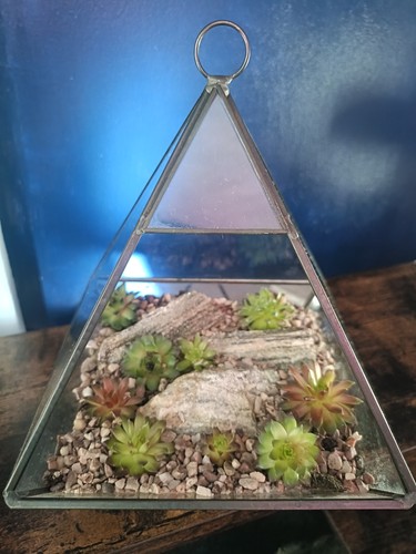 Open geometric succulent - open,