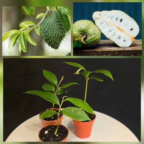 Soursop tree graviola - tree.,