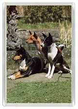 BASENJI DOG GROUP PRINT