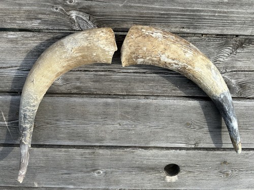 Genuine cow horns - genuine, taxidermy
