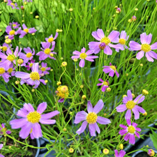 Coreopsis American Dream