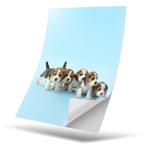 Vinyl sticker beagle - 1,