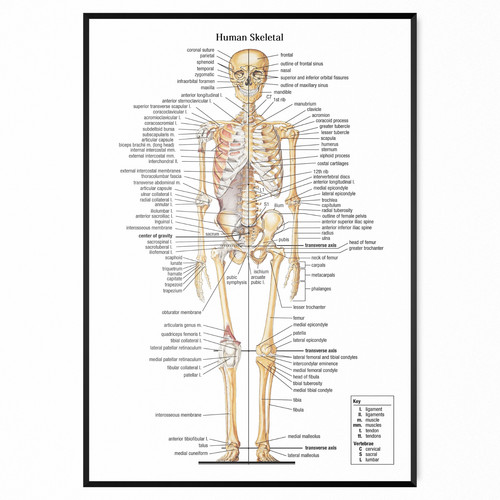 Skeleton poster skeletal human - skeleton,