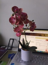 Elegant Pink Phalaenopsis