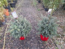 Picea pungens super blue - 'super, blue'