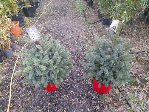 Picea pungens super - pungens, 'super