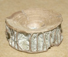Vertebra turonian age - vertebra, of