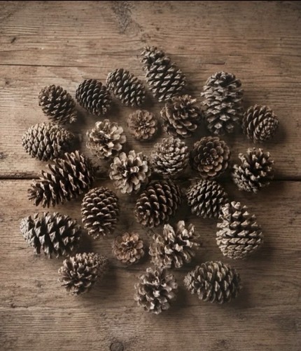 Mixed pine fir cones - pine,