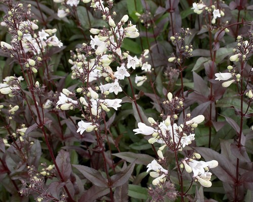 Penstemon digitalis husker red - digitalis,