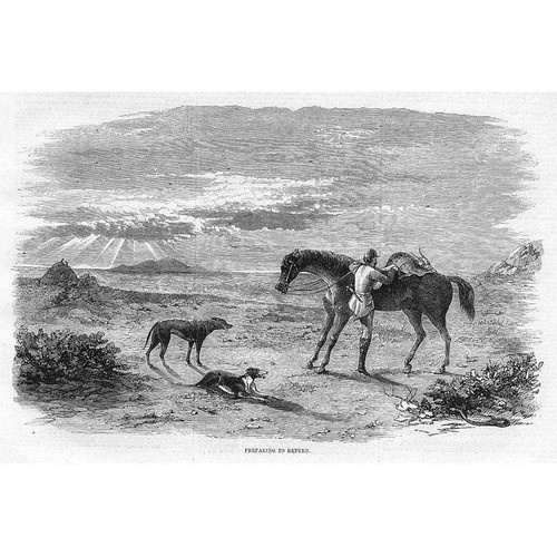 Antelope hunting india - antelope, in