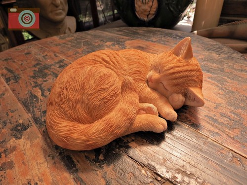 Sleeping ginger cat kitten - ginger,