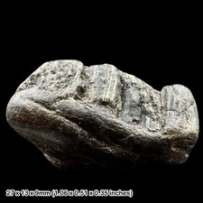 Ichthyosaur Jaw Section with