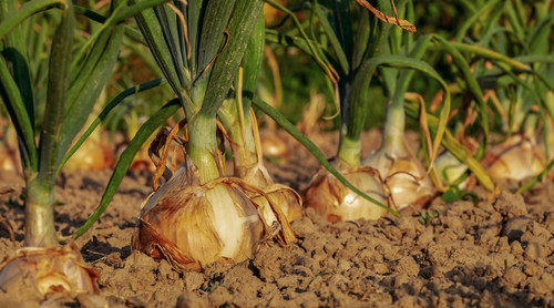 Onion ailsa craig bareroot - onion,