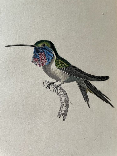 1833 antique hummingbird print - hummingbird,