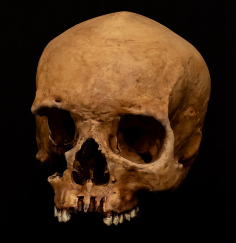 Real human skull - real,