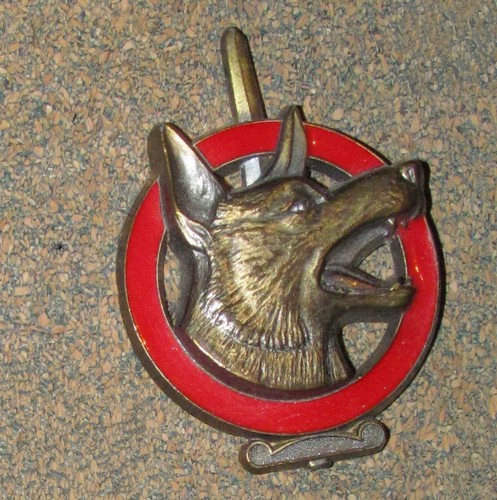 Very nice pin dog berger - c1,