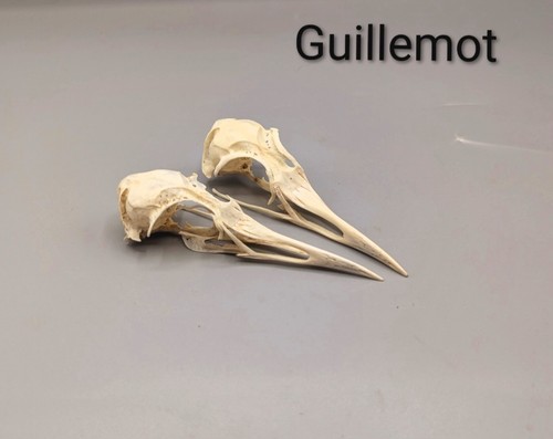 Skulls bones animal skull - bones,,