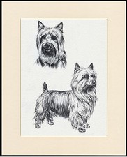 AUSTRALIAN SILKY TERRIER