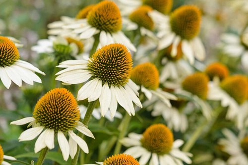 Coneflower echinacea purpurea - echinacea,