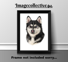 ALASKAN HUSKY  DOG PET A4