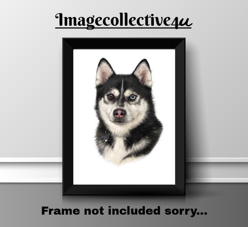 Alaskan husky dog - husky , a4