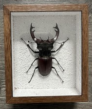 a beetle in a wooden frame under glass