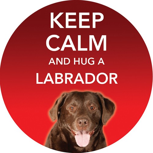 Chocolate labrador dog - 2,