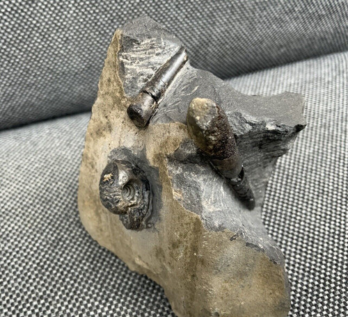 Rare carboniferous orthoceras - rare,