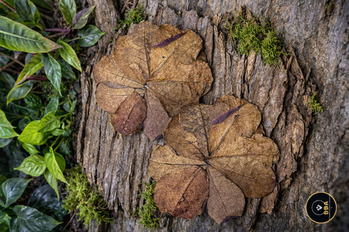 Catappa leaves indian - catappa,