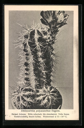 Specimen the species - the,