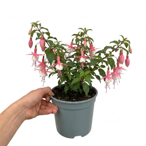 Fuchsia alice hoffman - fuchsia, hardy