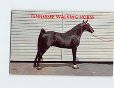 Postcard A Champion Tennessee