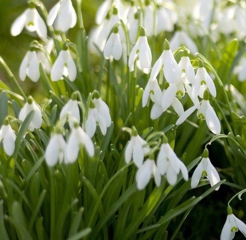 Premium white snowdrop - premium,