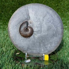 Eleganticeras ammonite north - eleganticeras,