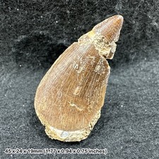 Genuine Mosasaur Tooth Fossil