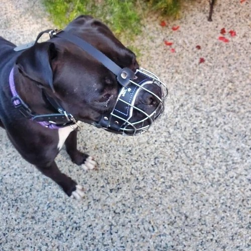 Strong metal wire basket - strong, dog
