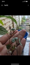 String of HEARTS Ceropegia