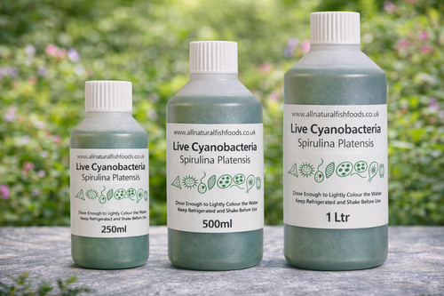 500ml live spirulina culture - 500ml,
