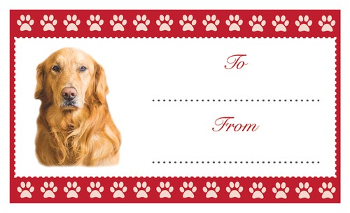 Golden retriever dog - retriever, christmas