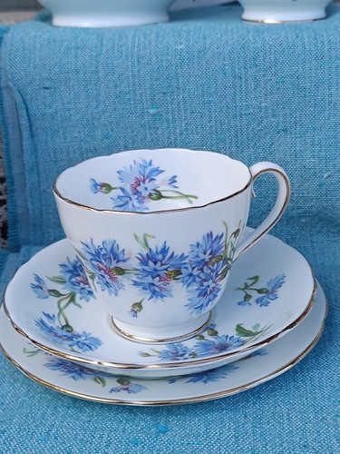 Queen anne blue cornflower - blue,