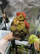 RARE TERRARIUM BEGONIA U696 sp