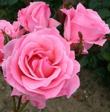  3L Fresh Potted Queen