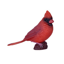 Mojo Red Cardinal wild animals