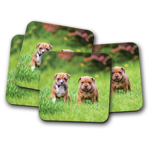 Set cute staffy puppies - cute,
