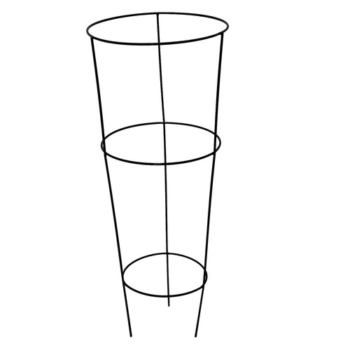 Large conical garden plant - x,