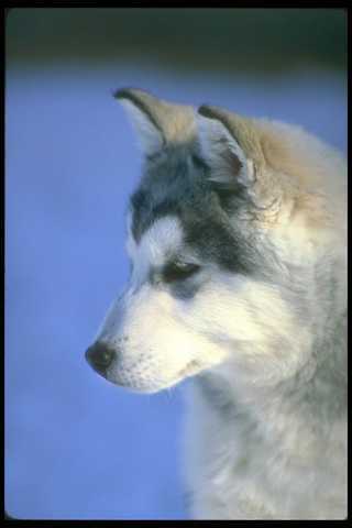 310058 siberian husky pup - siberian,