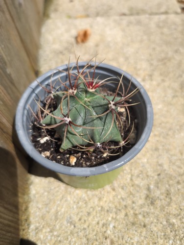 Ferrocactus emoryi coville - ferrocactus, (coville's