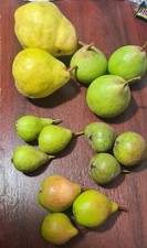 Scions 5 varieties pear - scions,